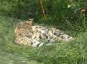 May kotek z zoo w Opolu :P